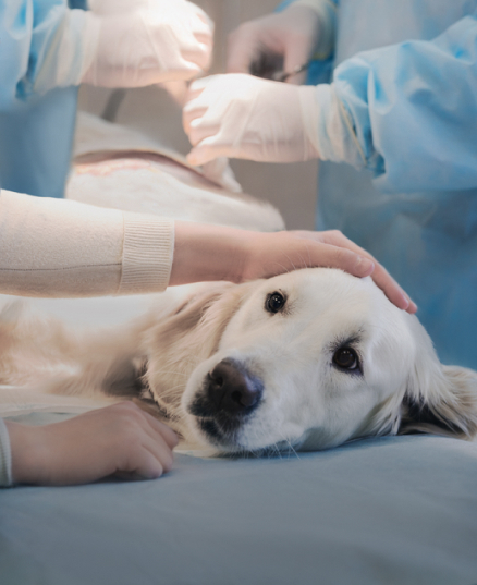 凯发一触即发动物健康