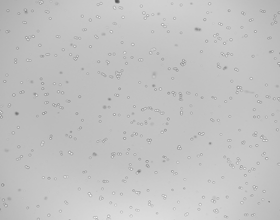 台盼蓝计数结果